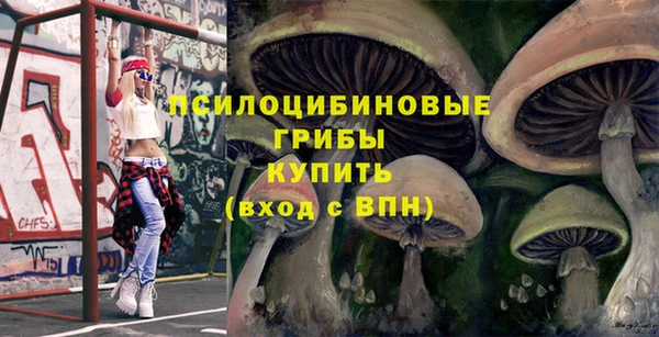 индика Ельня
