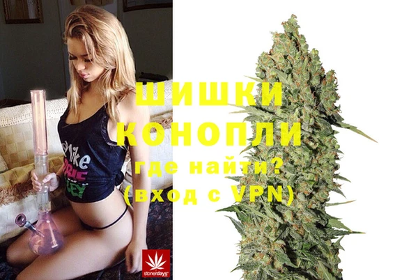 индика Ельня